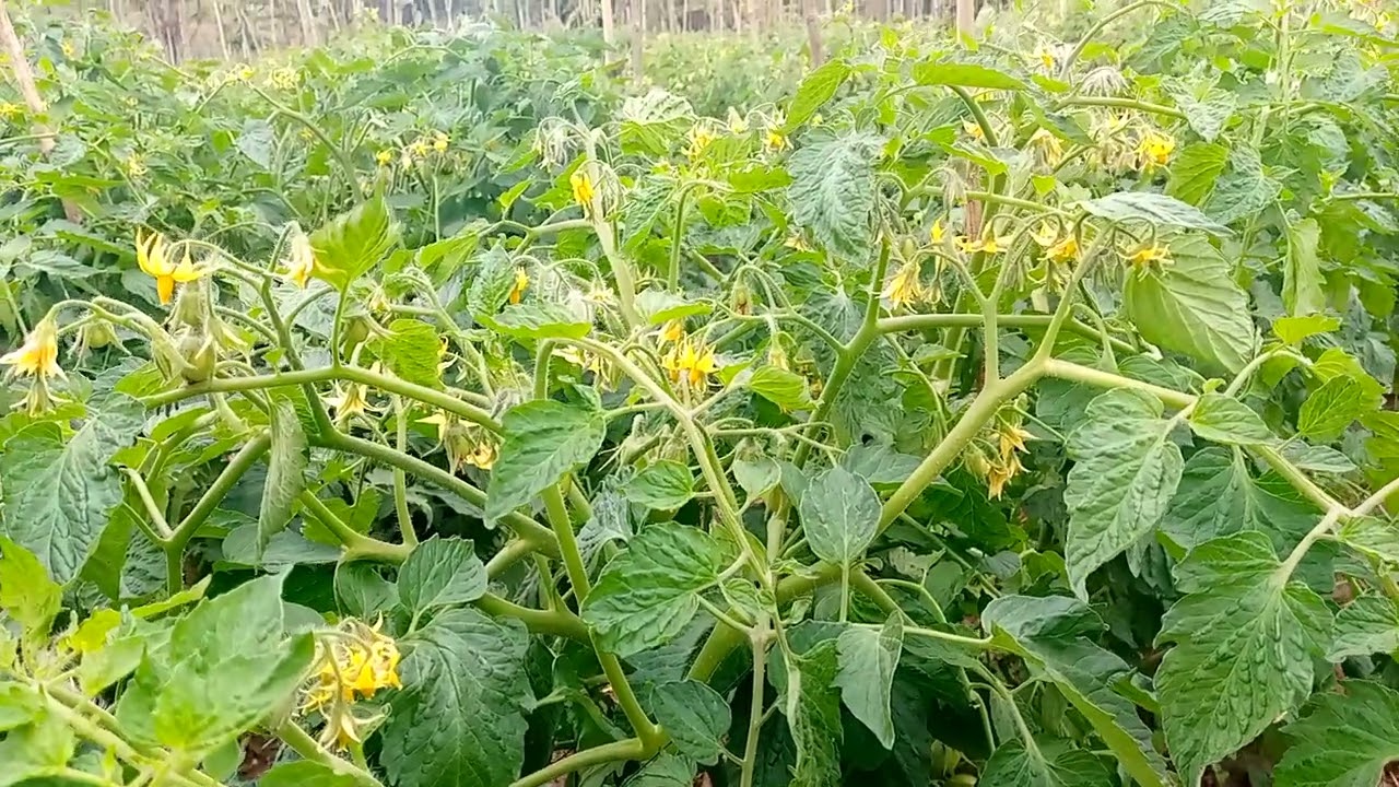 IMARA F1 NI HII HAPA JIONEE MWENYEWE