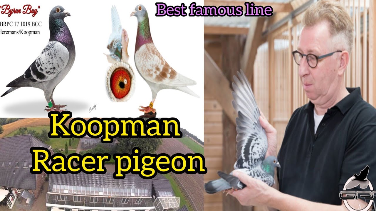 Koopman Racer pigeon | Top Famous bloodline Koopman | Best performer Racing Pigeons | kalapati