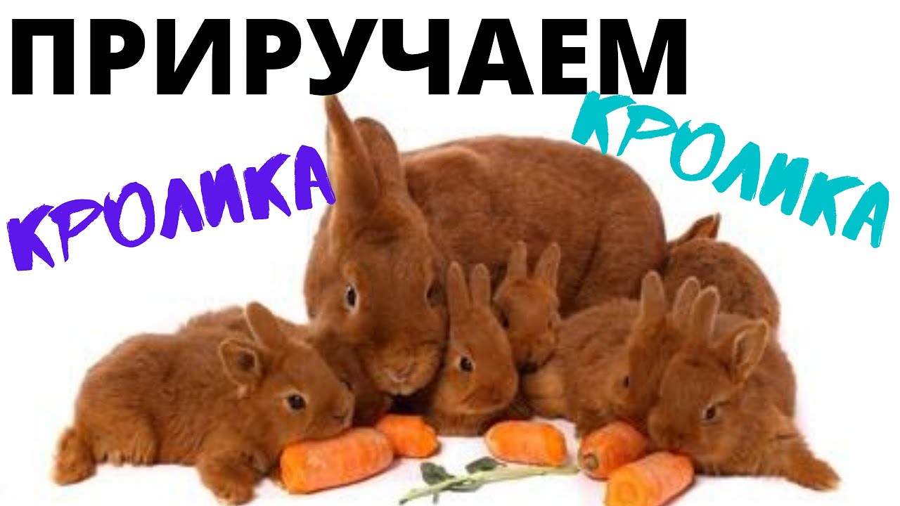 Как приучить кролика к рукам? Декоративный кролик боится рук, нападает?
