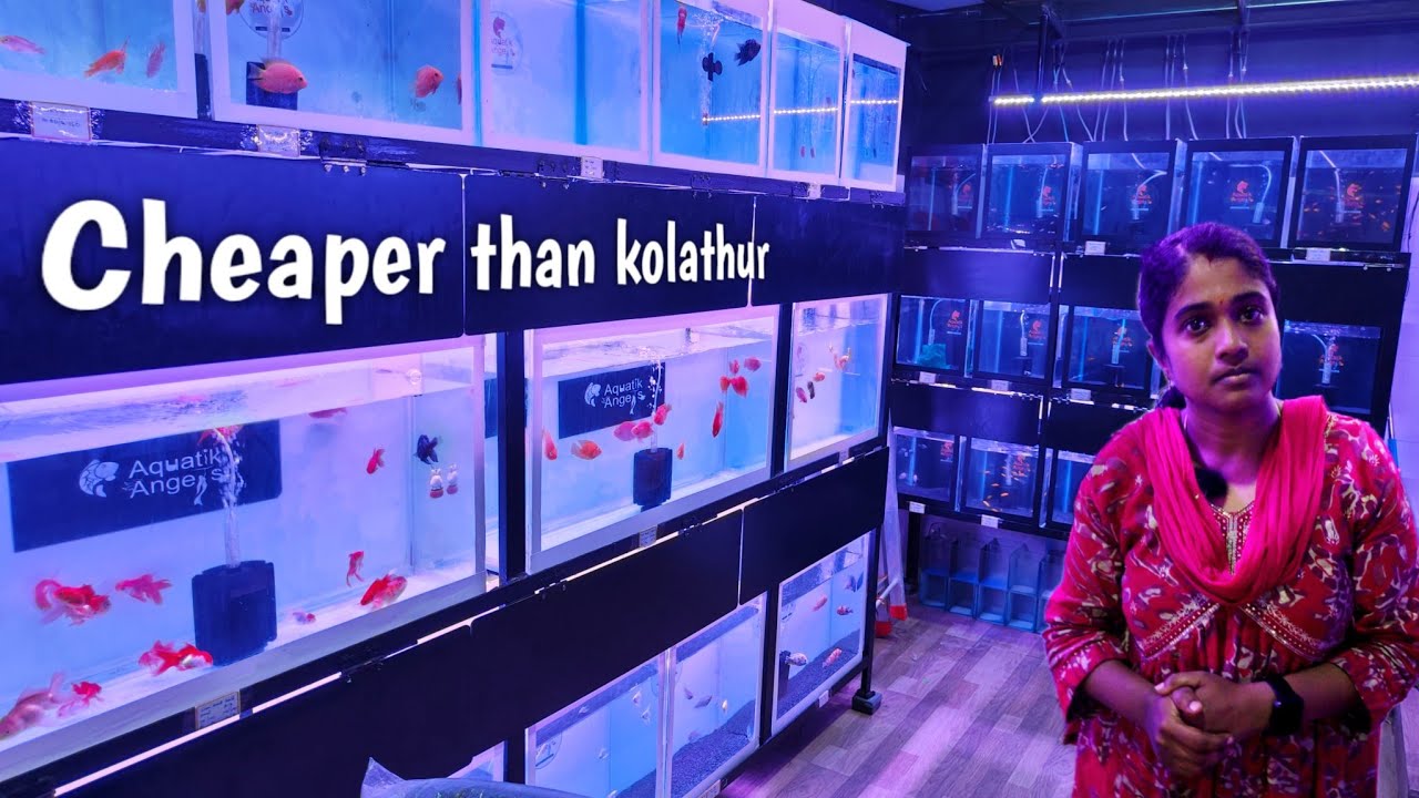 All rounder aquarium in chennai | Aquatik angels | cheaper than kolathur | தமிழ்