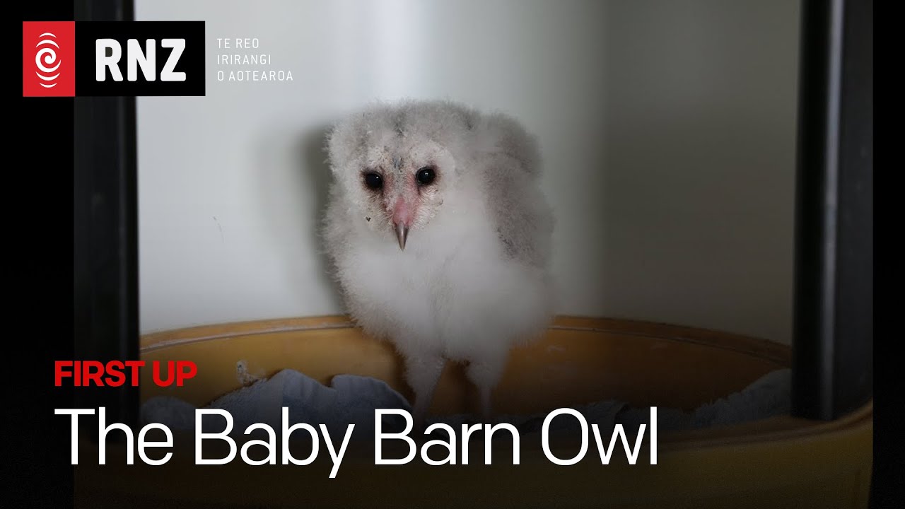 First Up: The baby barn owl