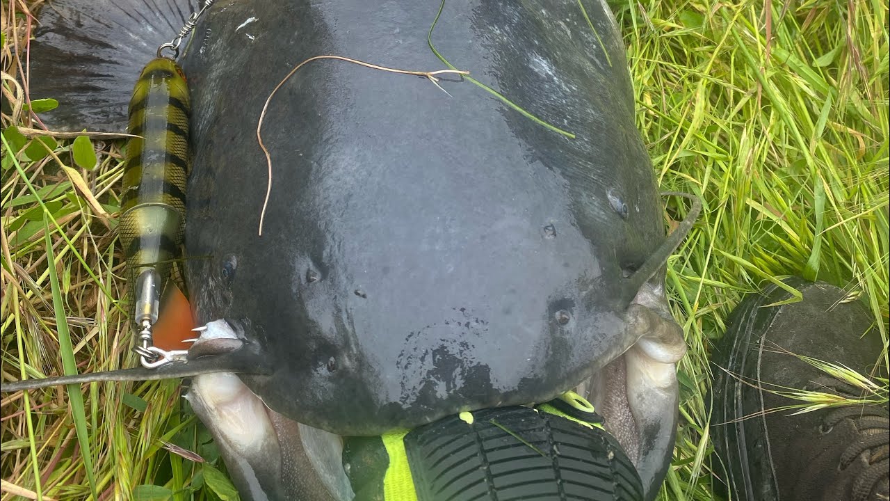 Odličan udarac soma na Whopper Plopper