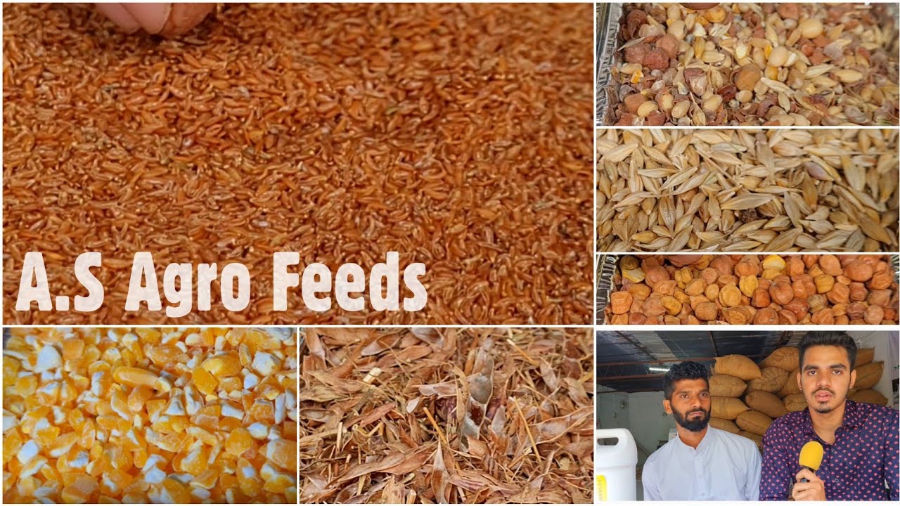 A.S Agro Feeds, Pune | Nutritious Goat Feed at Reasonable Prices