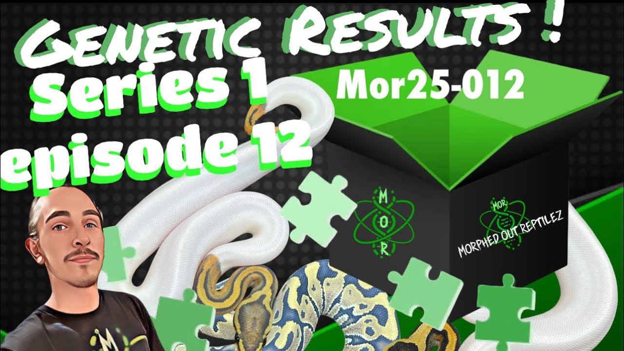 Genetic Results Ep. 12 | Hypo Puzzle Pied Project Surprise! 🔥 Crazy Clutch Reveal
