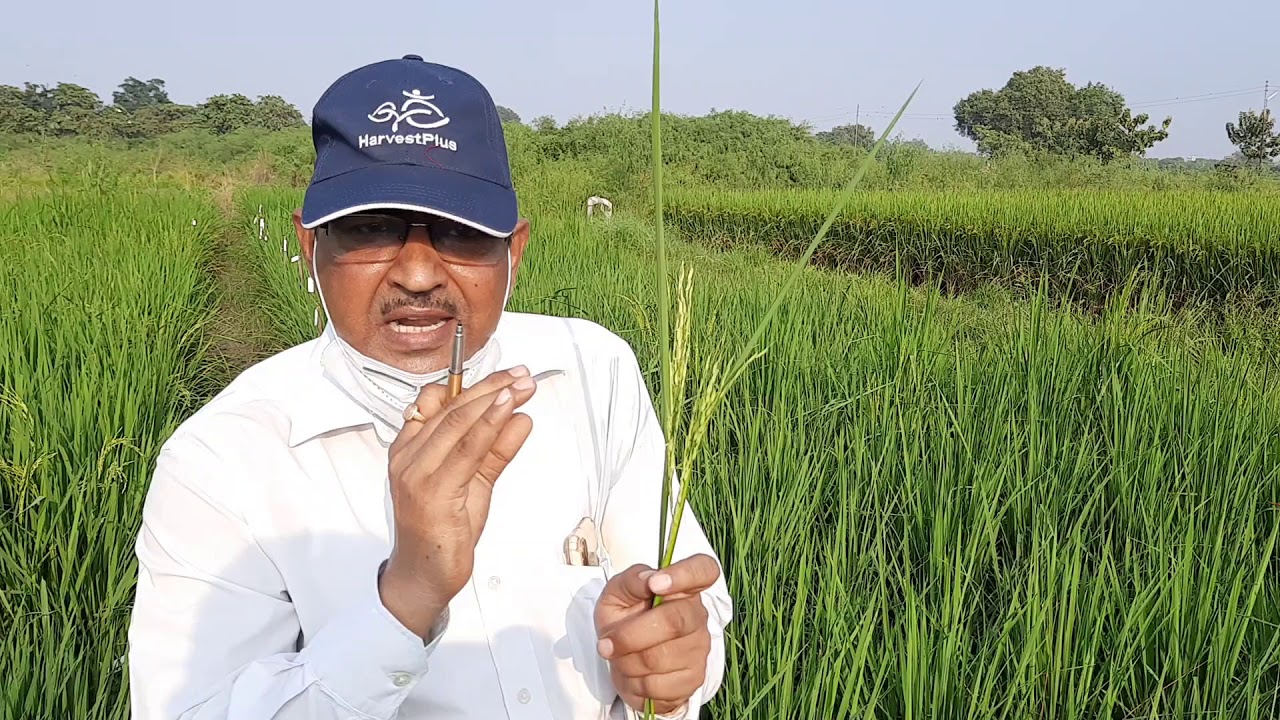 Male Sterility in Plants: Definition, it's  detection and Occurrence-Part-1