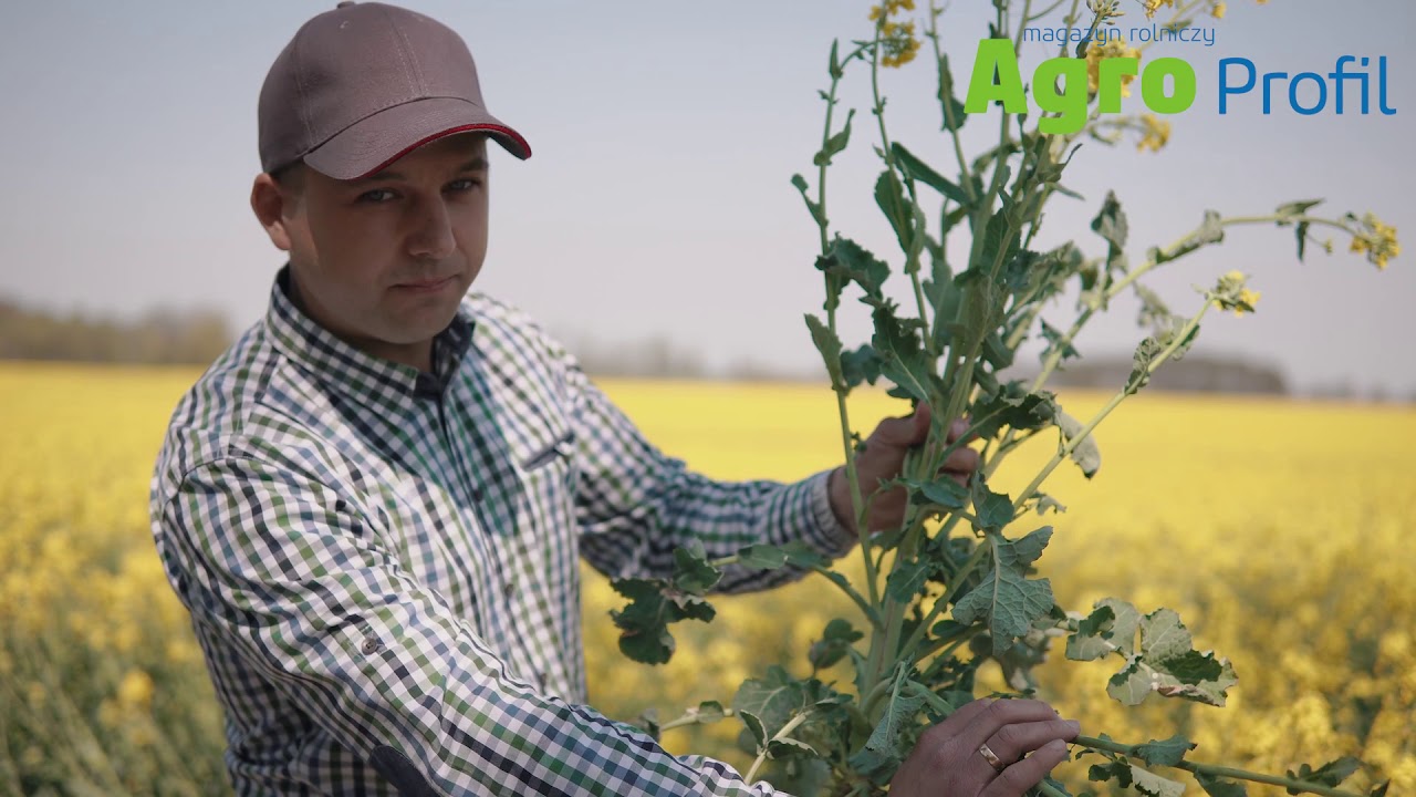 Rzepak w uprawie pasowej - jak poradził sobie z suszą? Plantacja w gospodarstwie rodzinnym Putz