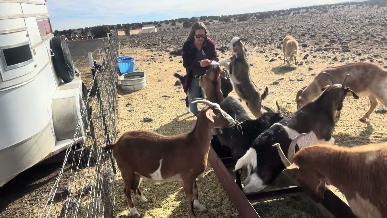 Morning chores with our Kiko Goats. #kikogoats #farmlife #hhhranch