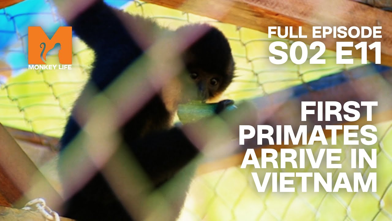 Monkeys Move In | Season 2 Episode 11 | Full Episode | Monkey Life