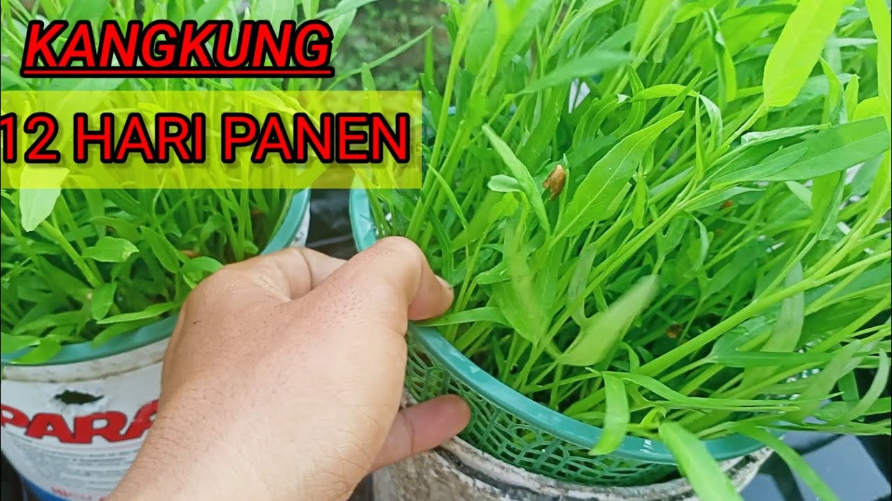 CARA MENANAM KANGKUNG HIDROPONIK DI EMBER BEKAS CAT / DARI SEMAI SAMPAI PANEN