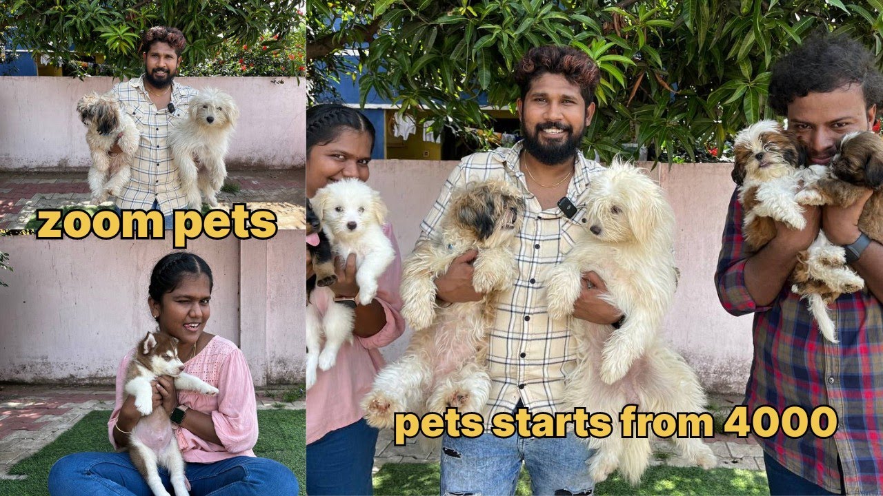 Exotic pets starts from 4000 | zoom pets | chennai. #dog #cats #pets #chennai