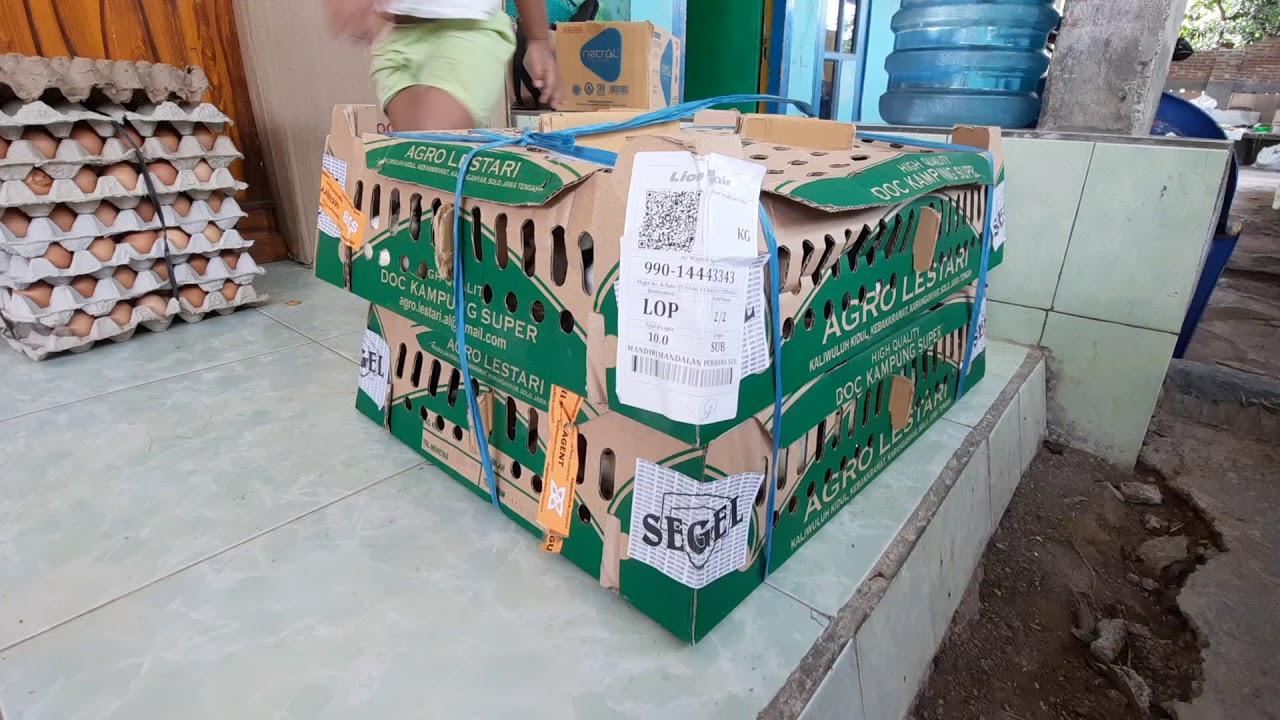 DOC Ayam Kampung Super