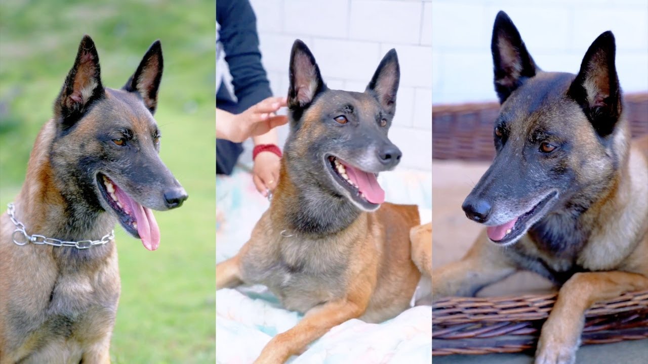 🐶奇蹟時刻！狗狗憑著頑強生命力戰勝病魔，一直關心巴圖的家人們可以放心了♥️✨【萬物皆有靈】
