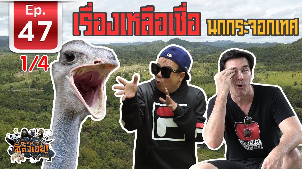 Ostrich Farm ฟาร์มนกกระจอกเทศที่ใหญ่ที่สุดในเมืองไทย - เพื่อนรักสัตว์เอ้ย EP 47 (1/4)