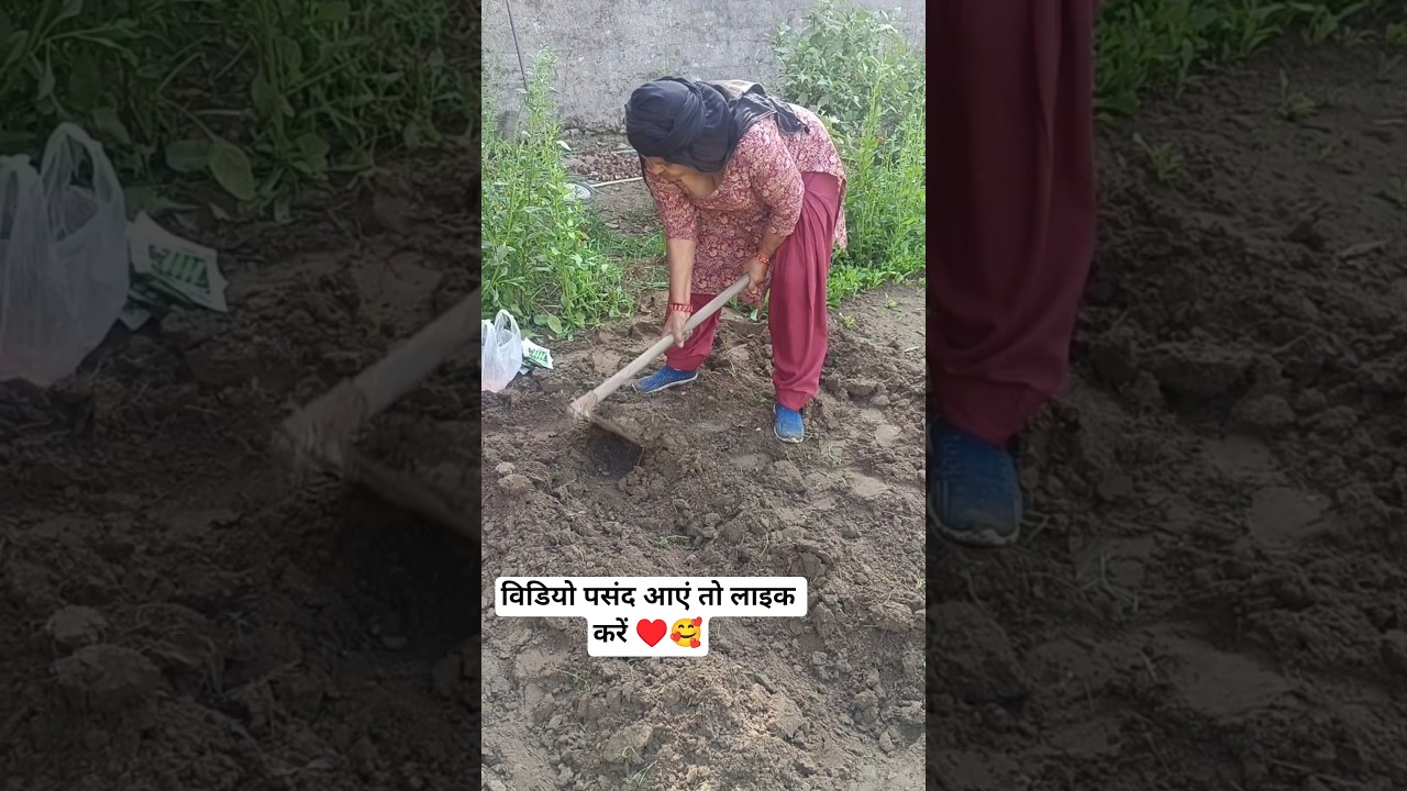 फावली बजाणी पड़े हैं सारे दिन जब कहीं फल और सब्जियां मिलती है 👍✅#shorts#viral#farming#hardwork#reels