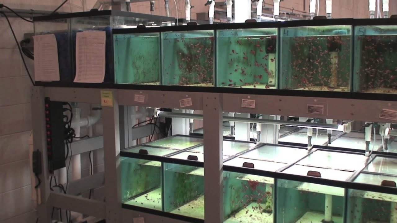 SA Hatchery Tour