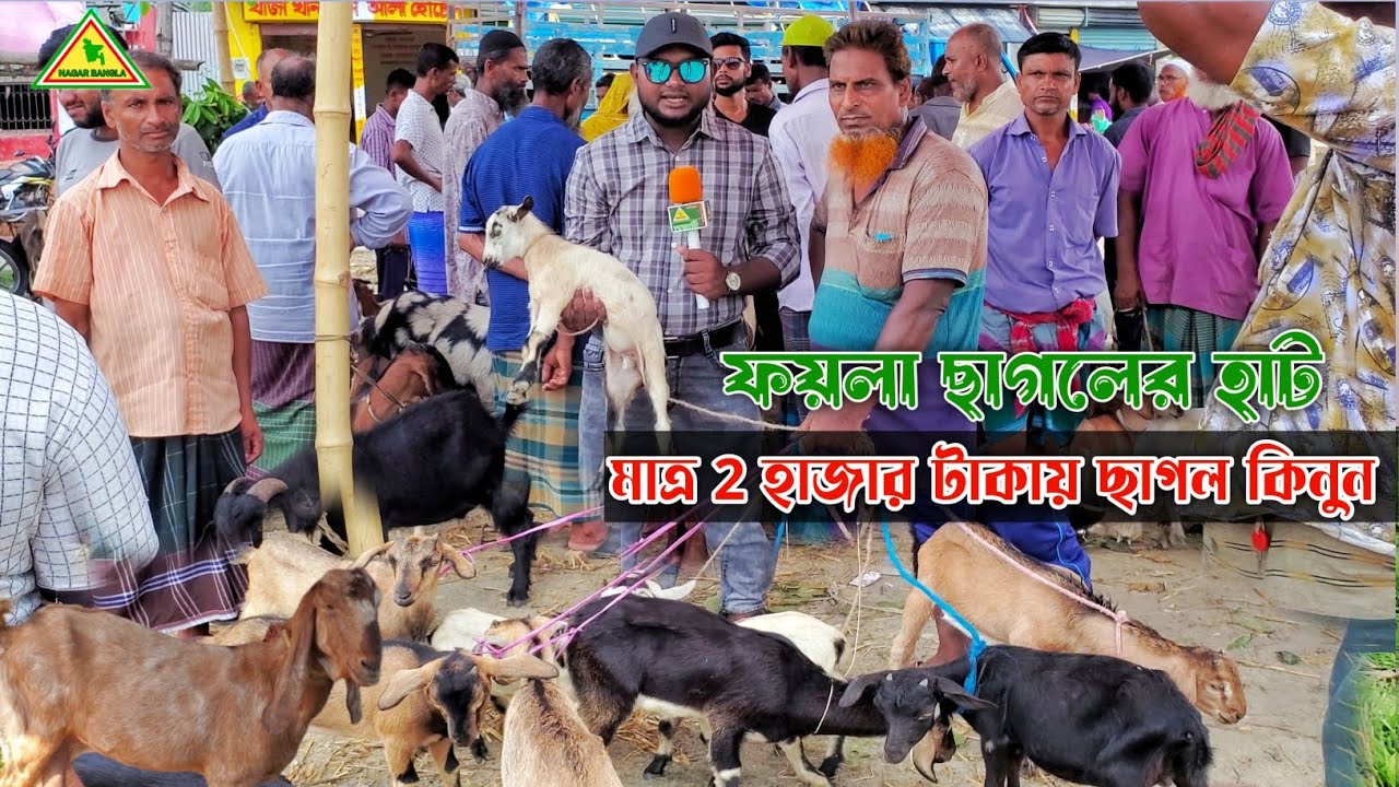 মাত্র 2 হাজার টাকায়  ছাগল কিনুন | ফয়লা ছাগলের হাট, রামপাল বাগেরহাট | নগর বাংলা টিভি