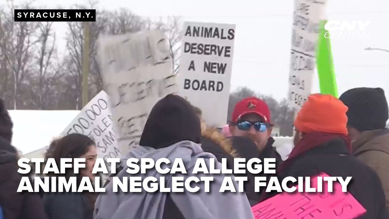 Former staff, employees allege animal neglect, poor conditions at shelter