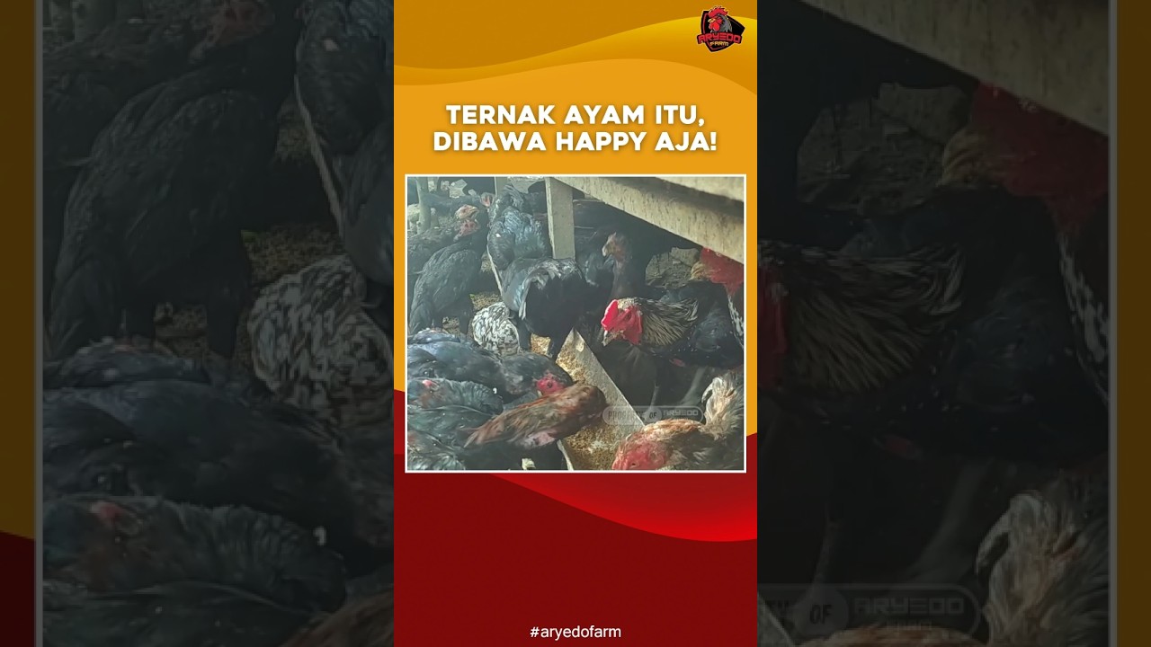 Ternak Ayam Itu, Dibawa Happy Aja!
