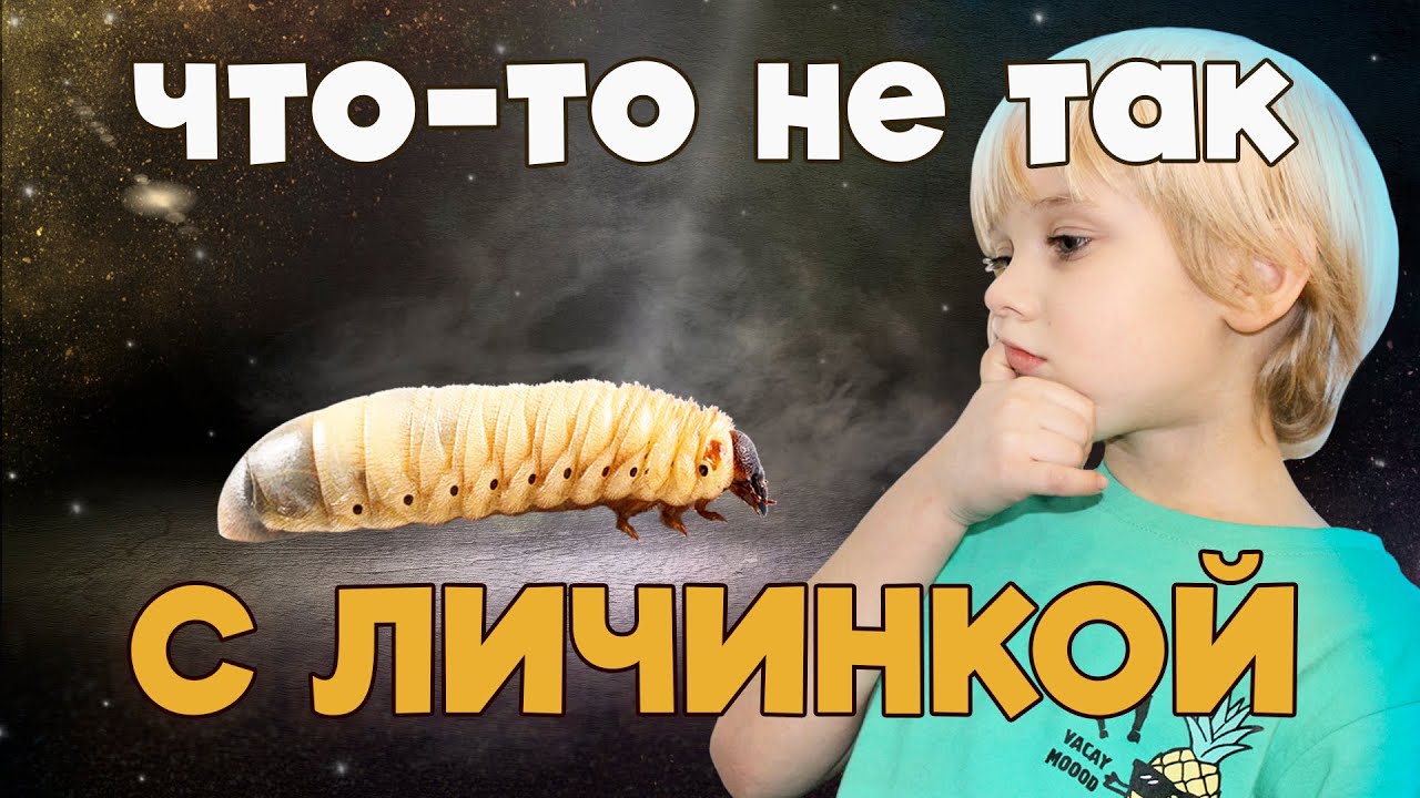 Что-то не так с личинкой//Something wrong with the larva #личинки #жуки #жукносорог