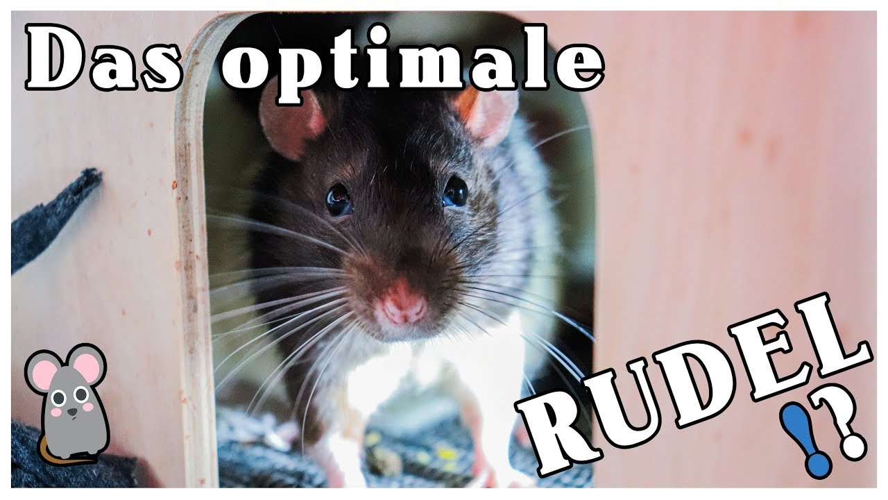 Tierisches Wissen: Die RICHTIGE Rudelgröße für Ratten