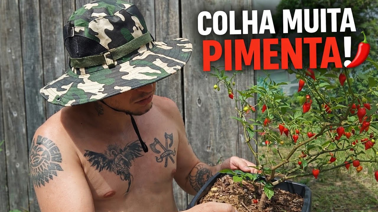 👉 Colha muita pimenta! O segredo da produção constante 🌶️