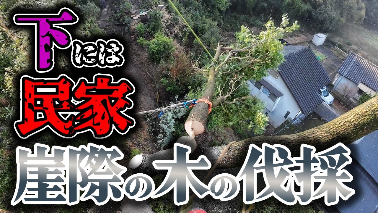 【特殊伐採】すぐ下には民家！崖際の木を伐採...今回のクライマーは和門【高所作業】