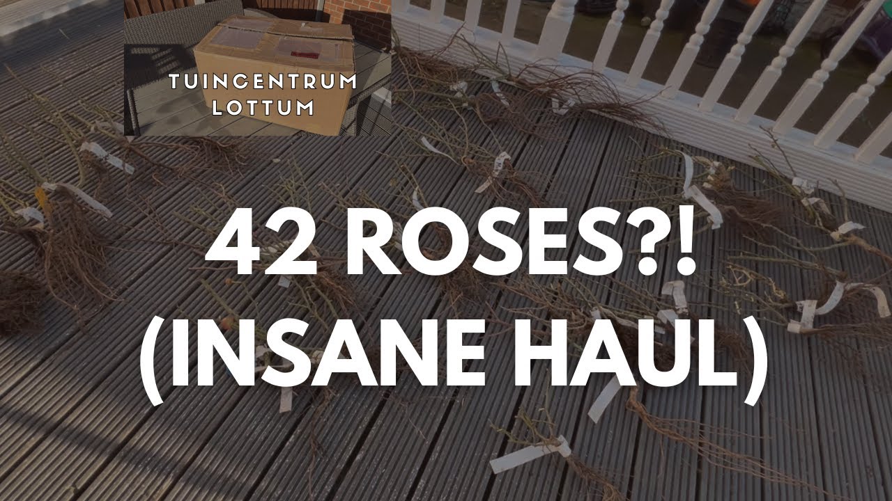 Unboxing 42 Roses: Incredible Varieties & First Impressions (Tuincentrum Lottum, Nederlands)