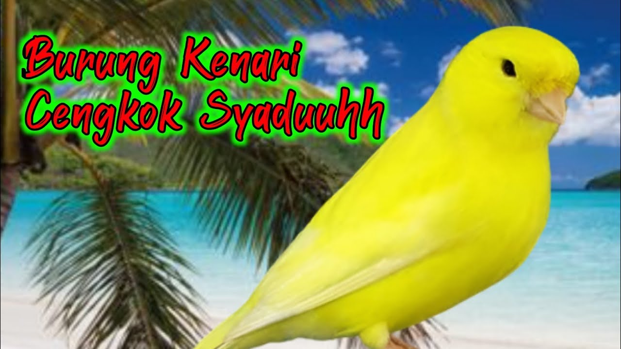 masteran burung kenari || kenari gacor