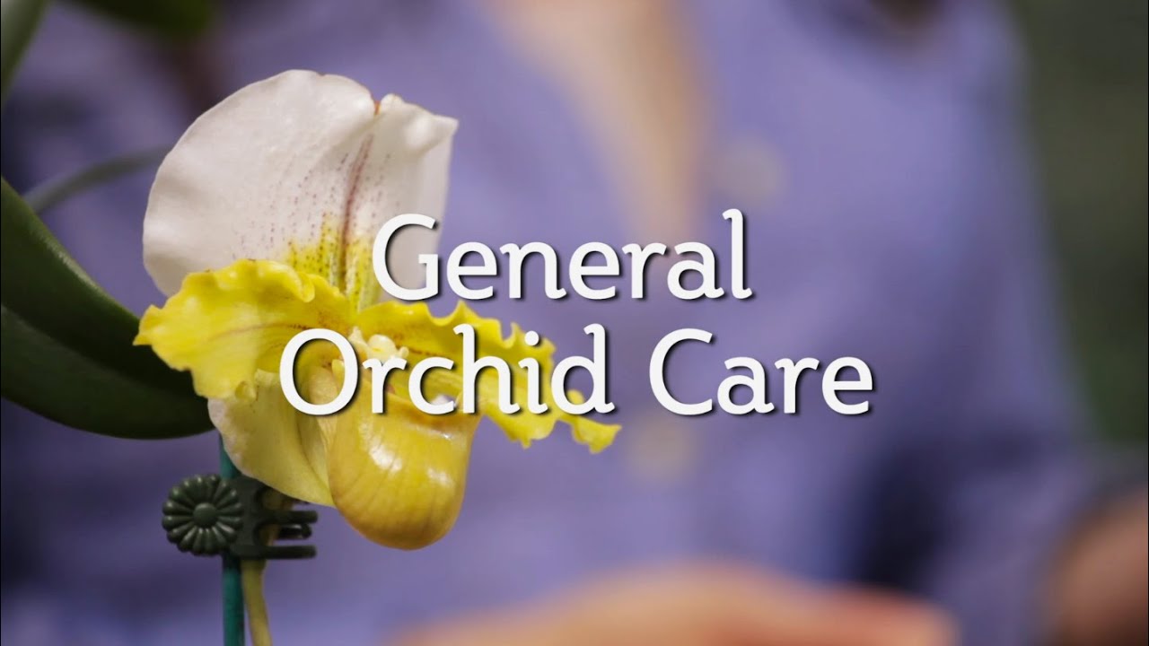 General Orchid Care