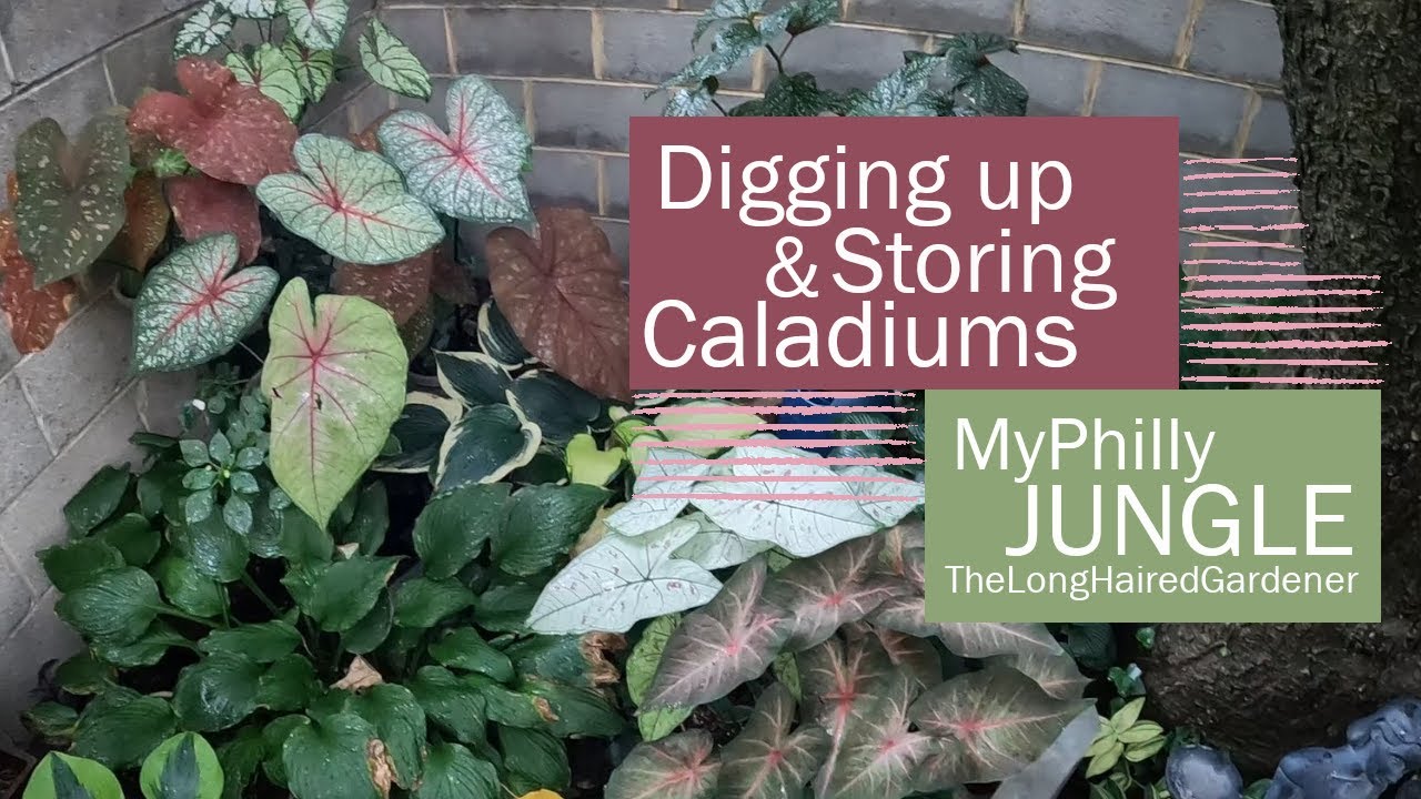 Digging & Storing Caladiums | Fall Garden Prep | Urban gardening