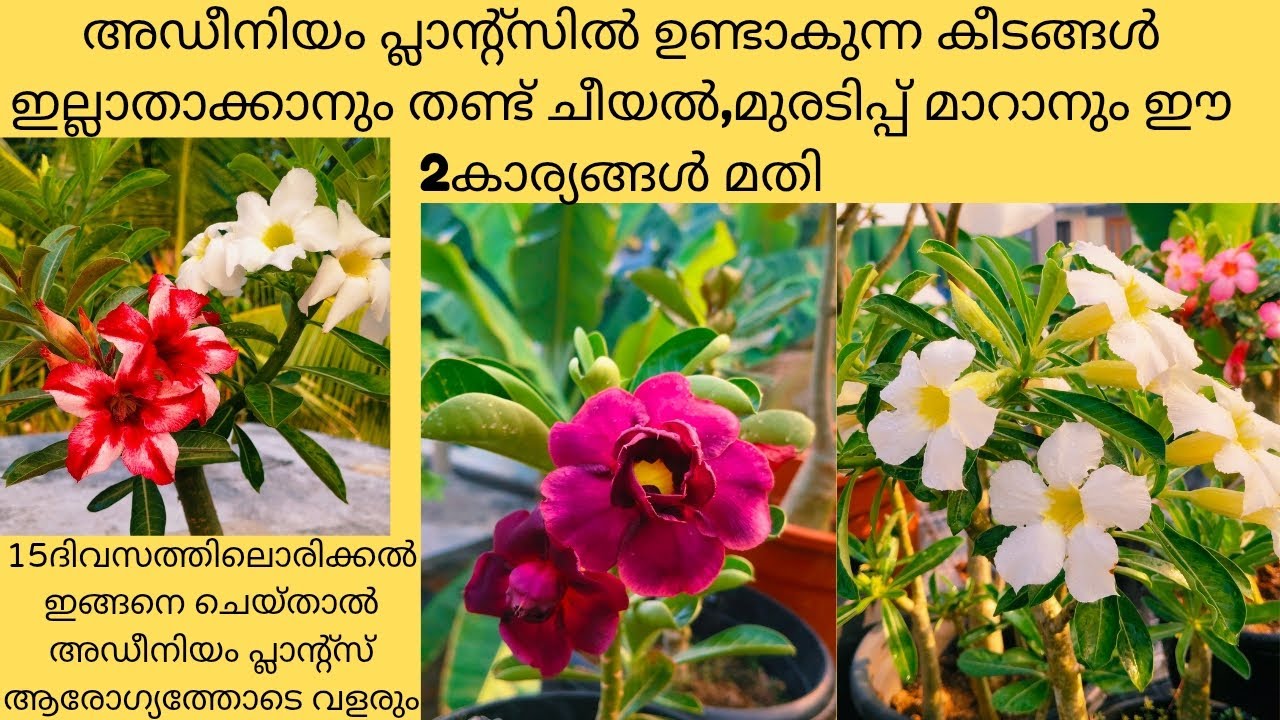 അഡീനിയം പ്ലാന്റ്സിൽ ഉണ്ടാകുന്ന മീലിബഗ്, പുഴുക്കൾ, തണ്ട് ചീയൽ, മുരടിപ്പ് എന്നിവ മാറാൻ 2കാര്യങ്ങൾ 🥰