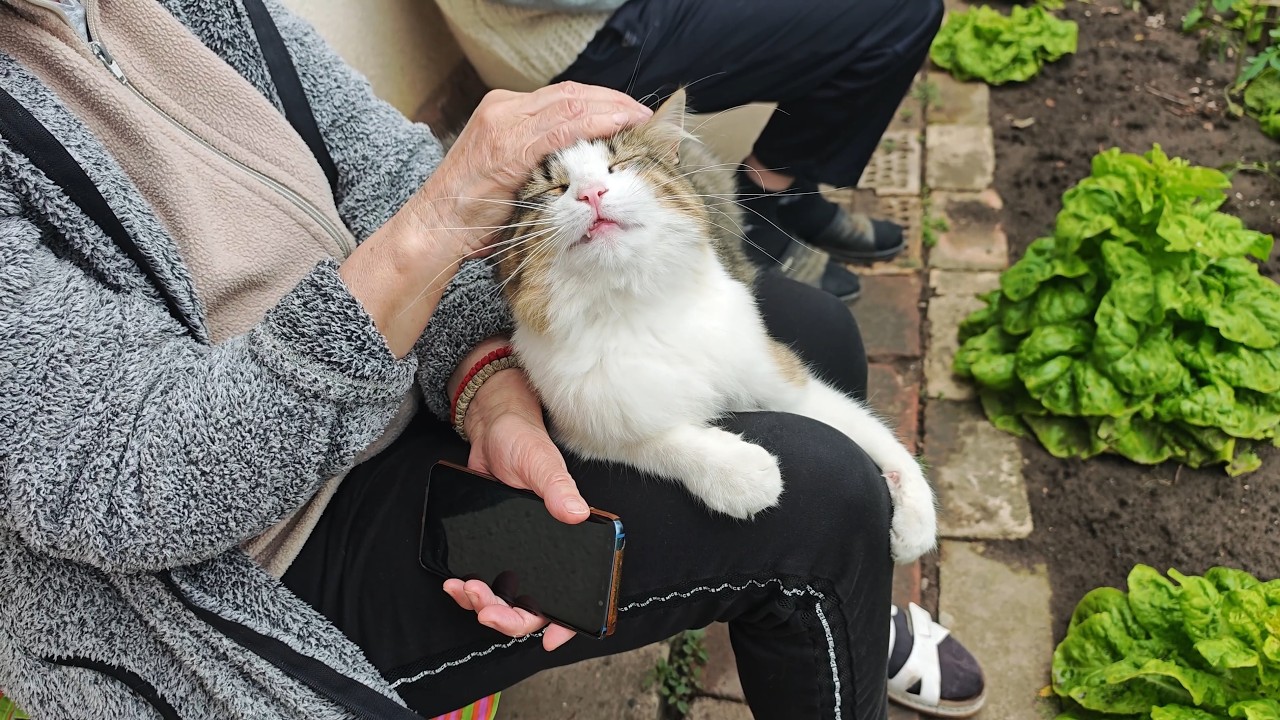 Plans Cancelled: Cat on Lap &ndash; Cuteness Overload!