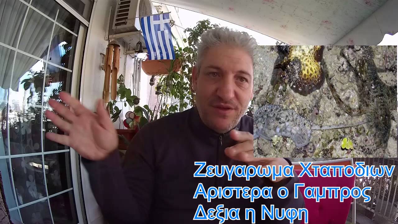 ψαροντουφεκο γνωριμια με το γνωστο/αγνωστο χταποδι spearfishing octopus how to