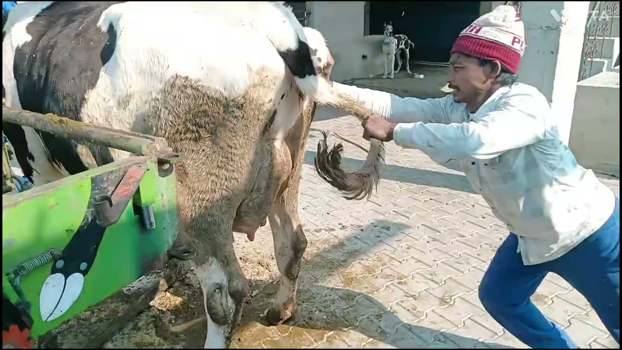 Hoshiarpur Dairy Farm) Ram Singh Hoof trimmer kila Hans (9814782933,9815552933) 13-2-2026 