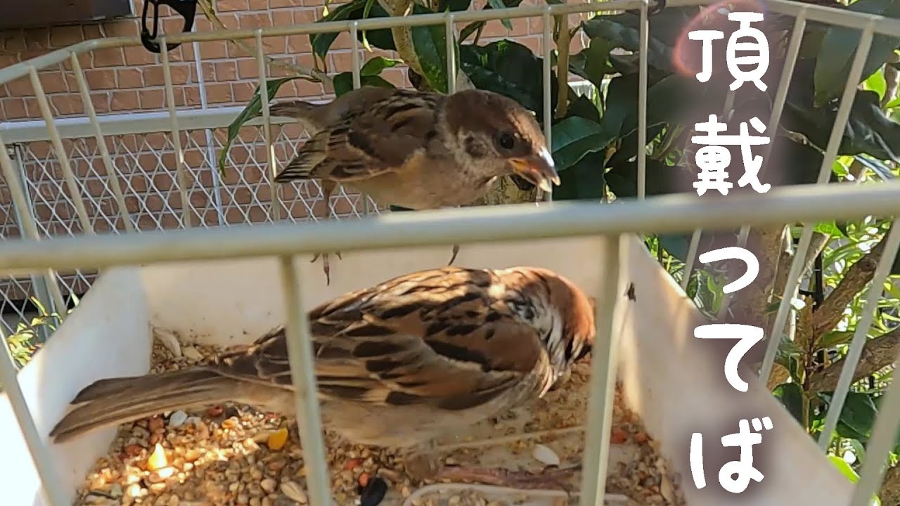 親離れはまだまだ