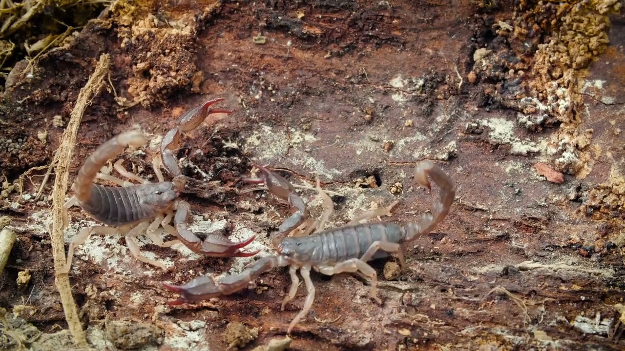 5 Signs to Call a Scorpion Exterminator