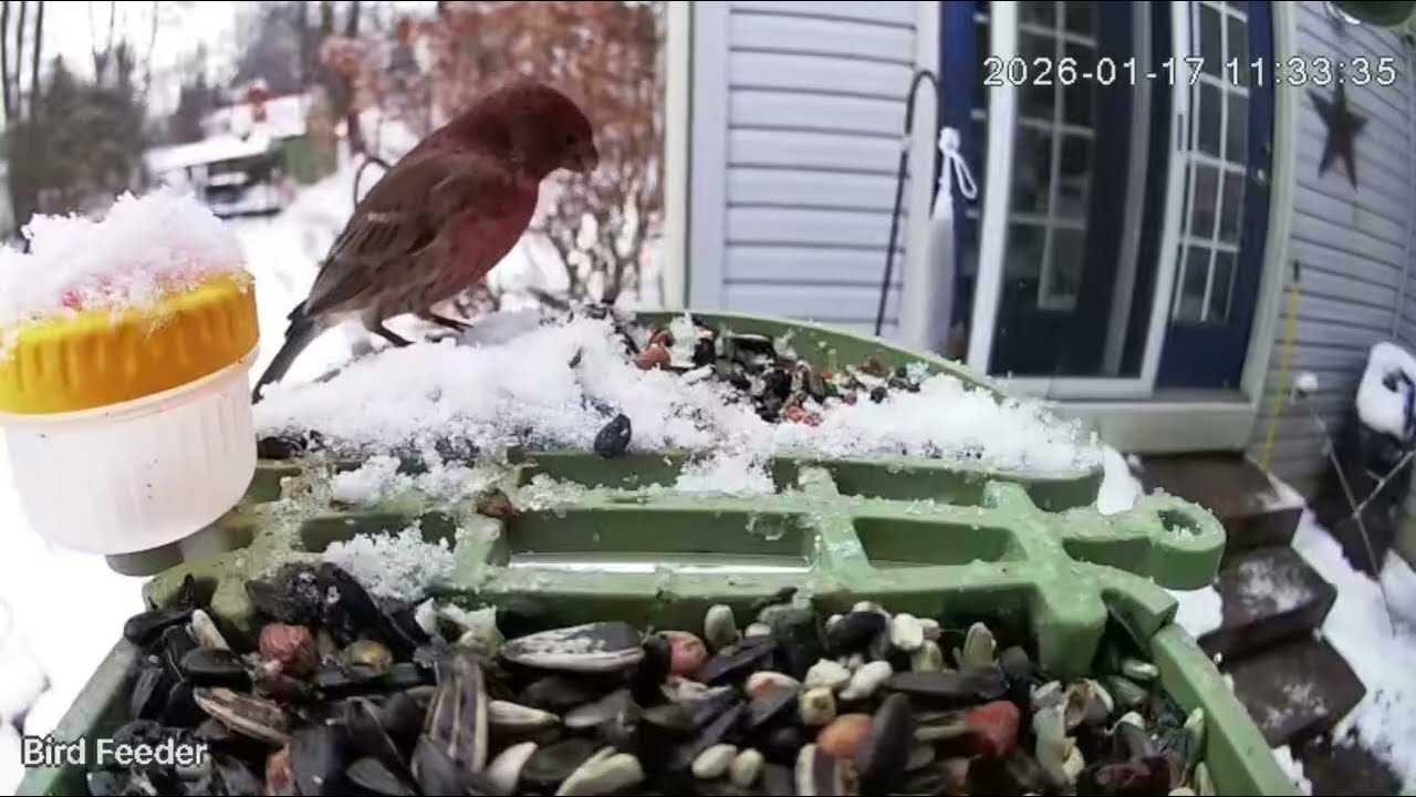 Winter Bird Feeder Cam – From Snowfall to Sunshine! Jan 17, 2026
