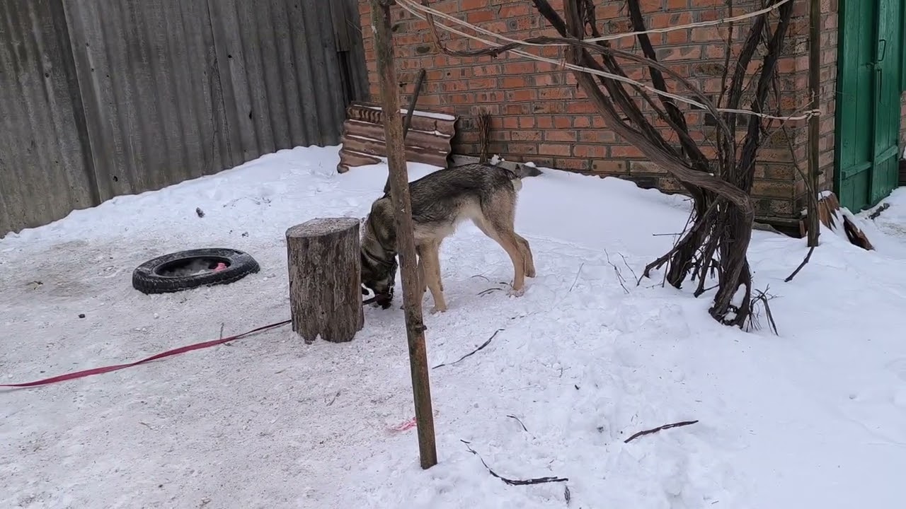 Приключения Киси часть 132