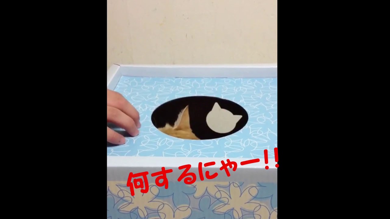 茶トラのはなちゃん（♂）天敵part1