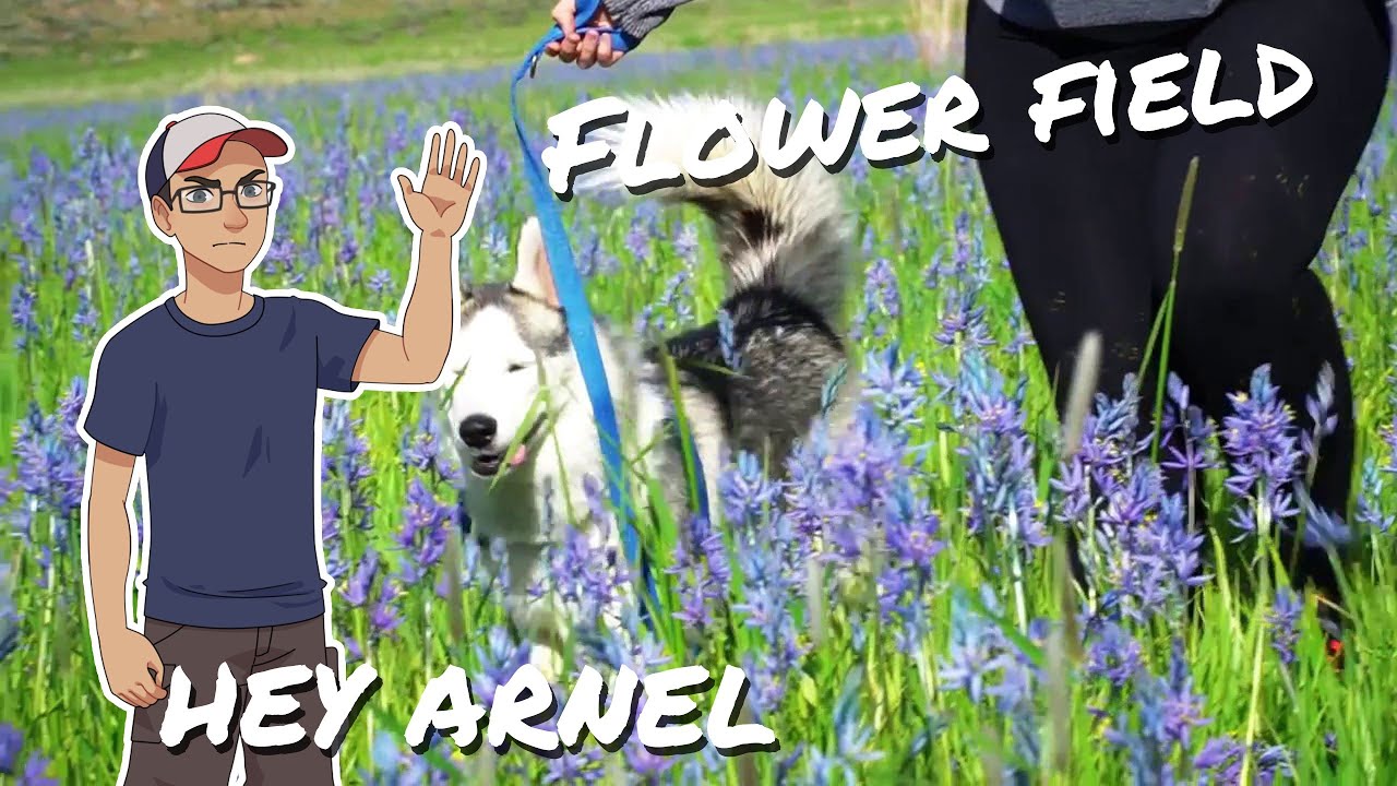 camas prairie bloom