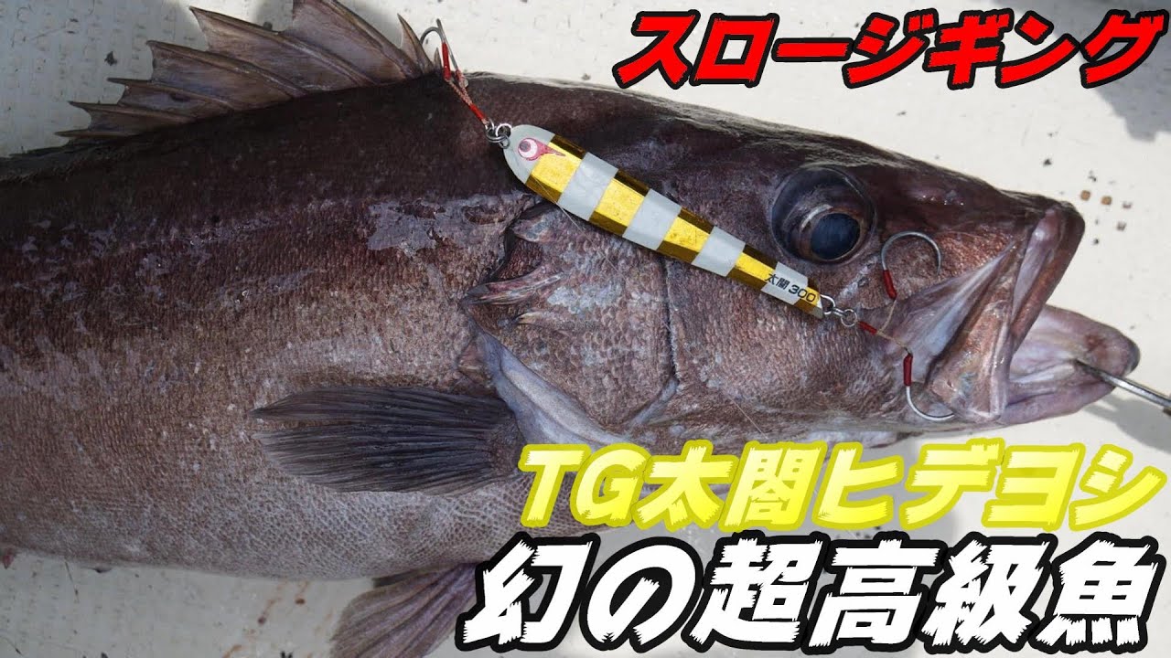 アラをジギングで釣る！