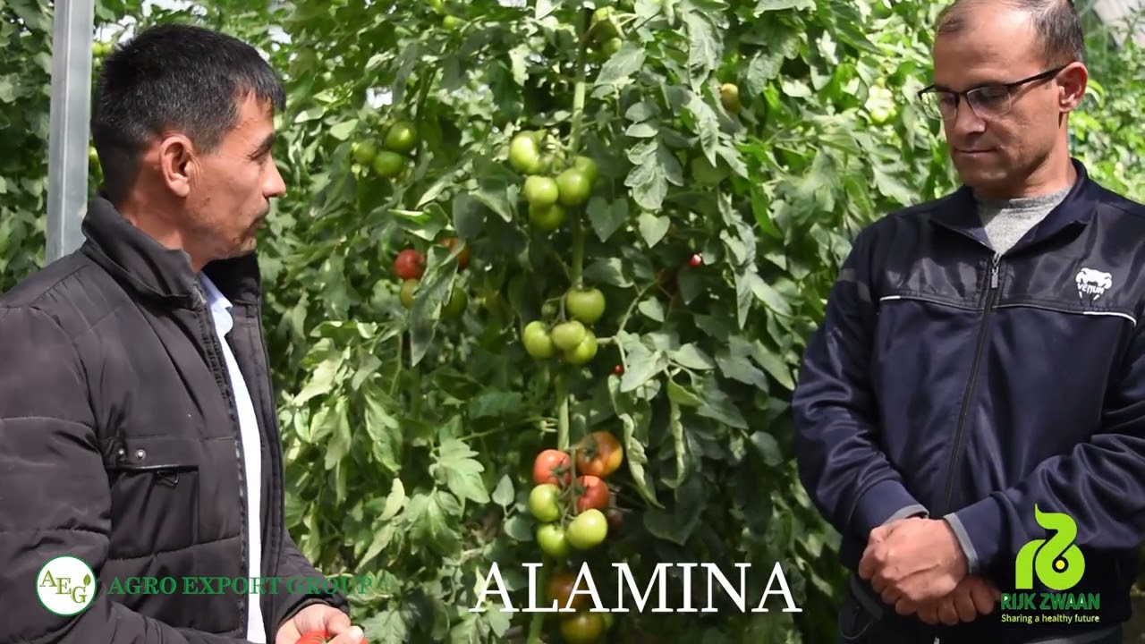 Хосилдорлиги юкори болган дурагай Alamina F1