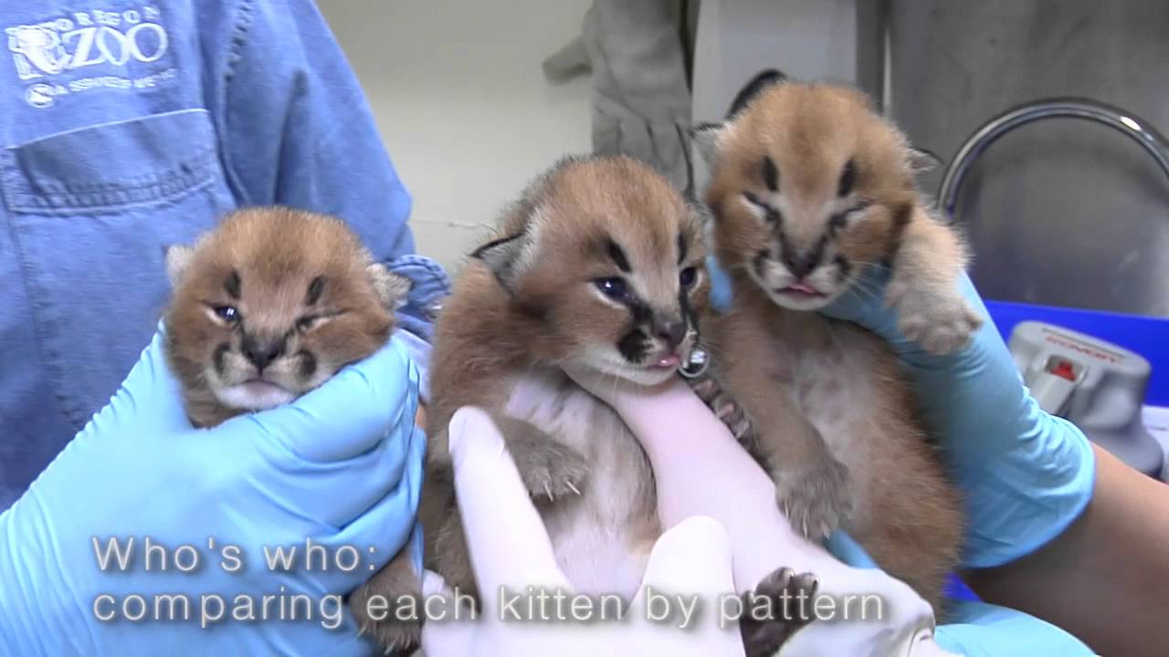 Caracal kittens at the Oregon Zoo