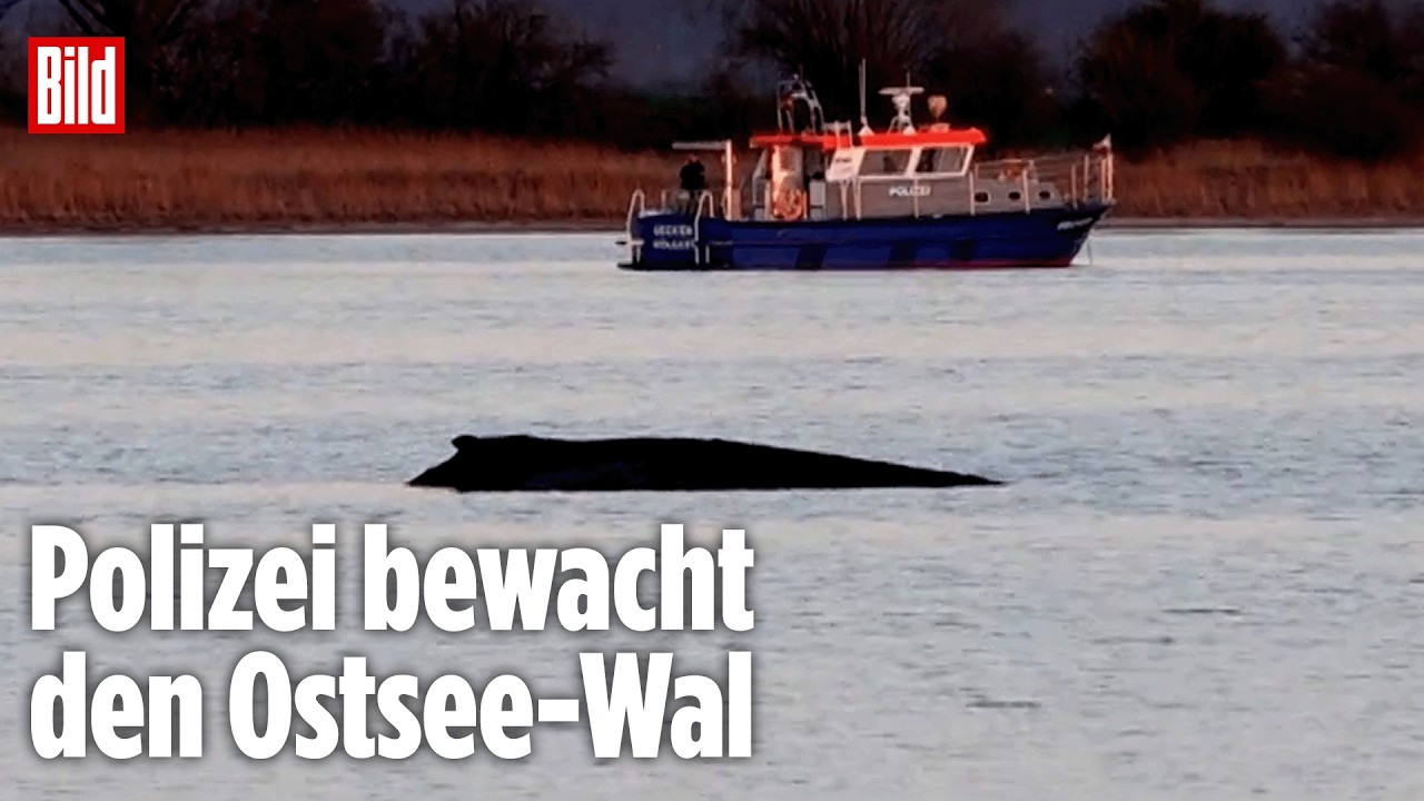 Ostsee-Wal geschw&auml;cht und am Ende: Das Tier liegt in der Bucht von Wismar