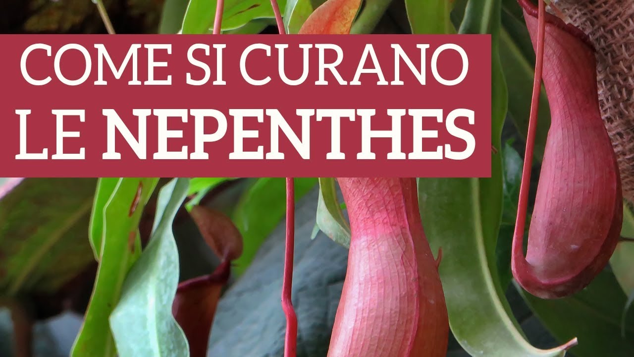 Nepenthes, come prendersi cura di una pianta carnivora