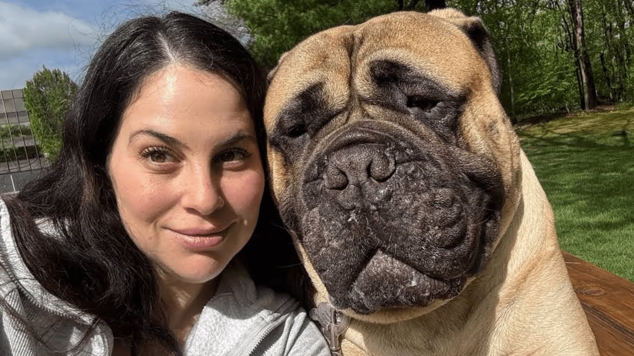 Giant Mastiff Thinks He’s Still a Tiny Puppy | Funny Big Dog Moments