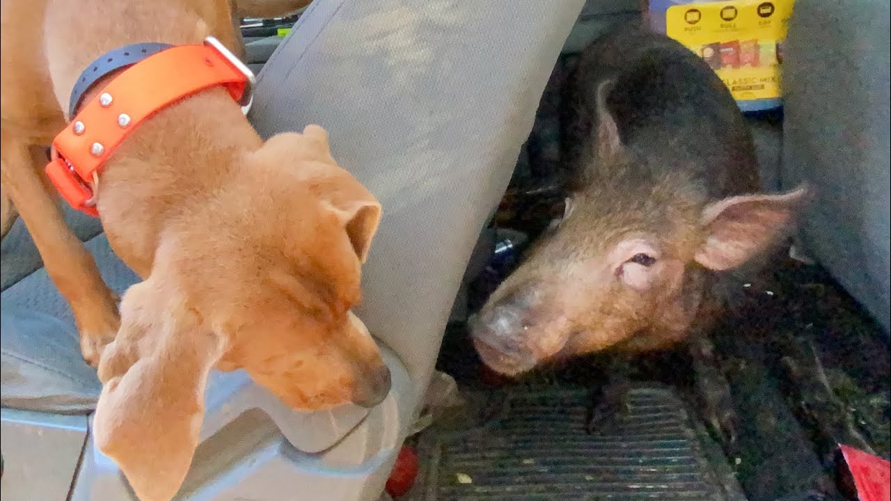 {New Pet} This WILD BOAR has never been outdoors! | His excitement is priceless!