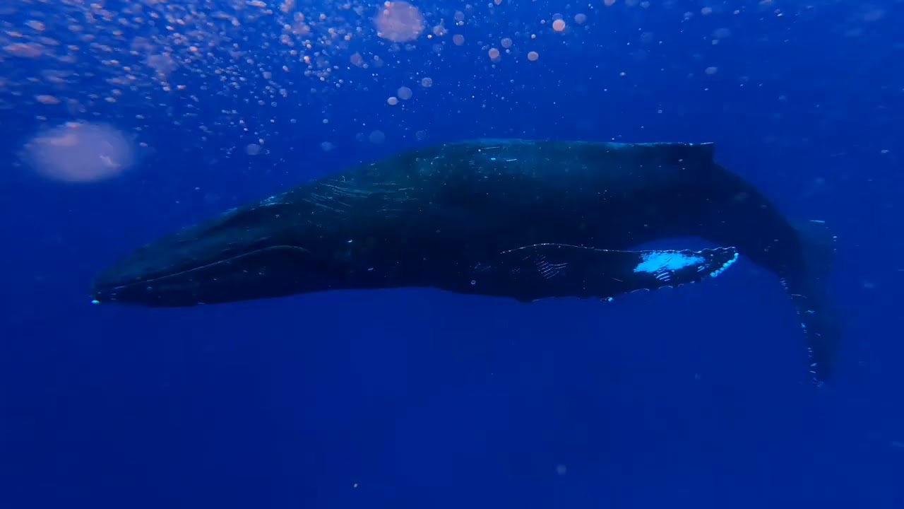 Whale Watching in Maui HI ***PEAK SEASON***