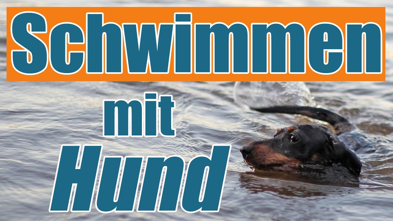 Hund schwimmen beibringen - so klappt es! - Hundetrainer Steve Kaye