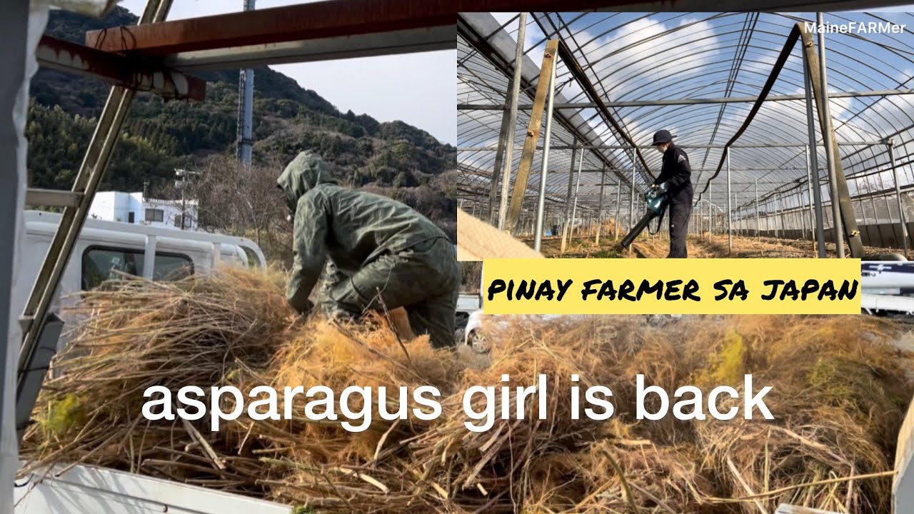 asparagus girl is back! Day 1 sa bukid | MAineFARMer